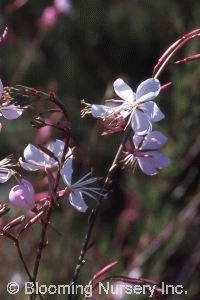 Gaura lindheimeri 'Dauphin'